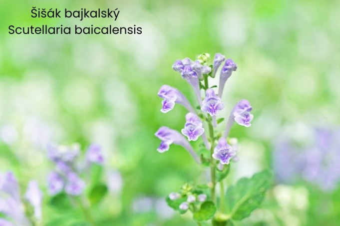 Šišák bajkalský - cestouprirody.eu